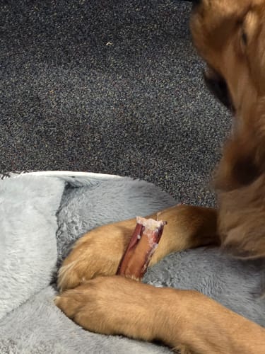 Customer photo review of 6 Inch Extra Thick Bully Sticks