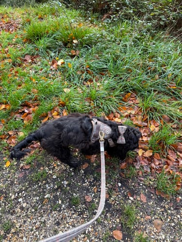 Customer photo review of Dog Lead 5ft - Colour Drops - Heritage Plaid