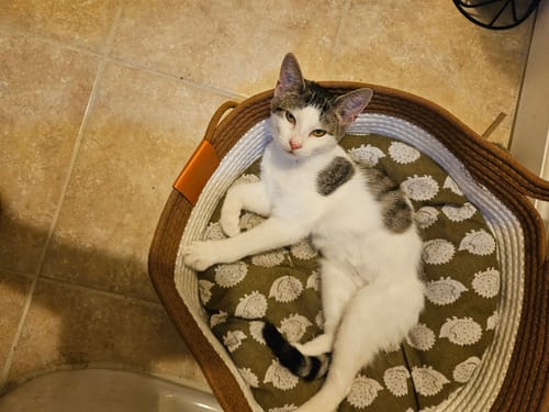 Customer photo review of Instinct Basket | Handwoven & Chemical-Free Cat Territory