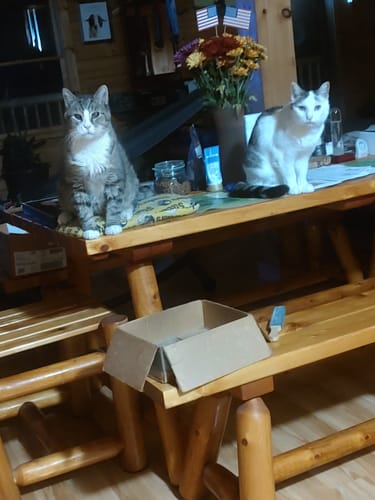 Customer photo review of 2x Blisso Advanced Cat Probiotic | Cat Probiotic for Diarrhea & Kidney Support