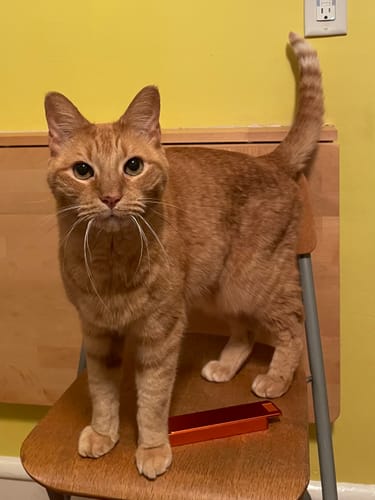 Customer photo review of 2-Pack Bundle + Free Nano Case