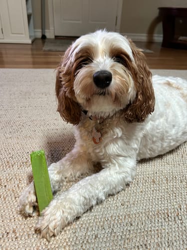 Customer photo review of Mint Yak Chews