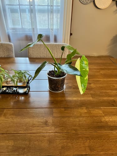 Customer photo review of Philodendron 'Jose Buono'