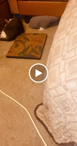 Customer video review of Peonies - Luxury Cat Scratching Board