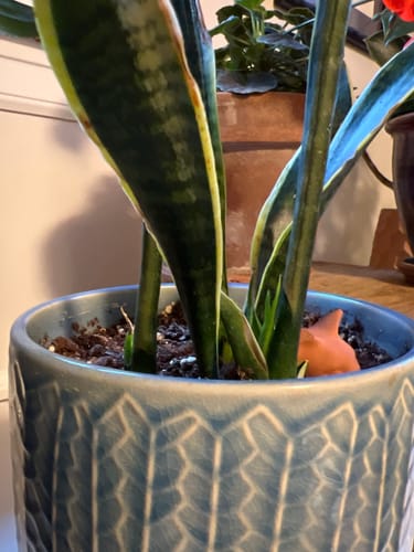 Beth H. review of Plant Food image 1 out of 1