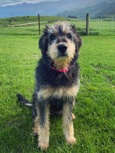 Customer photo review of D-End Dog Collar – Waterproof BioThane® – Designed for Pulling Dogs