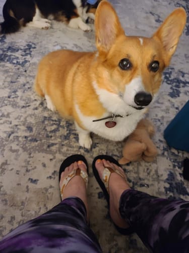 Customer photo review of Corgis