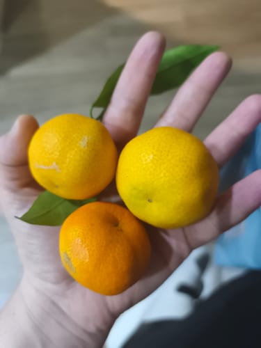 Stephanie M. review of Clémentines Bio - Origine Corse image 1 out of 1