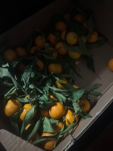 Celine P. review of Clémentines Bio - Origine Corse image 1 out of 1