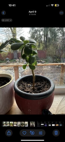 Customer photo review of Plant Food