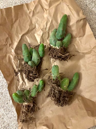 Customer photo review of Trichocereus Bridgesii Monstrose | Short Form | Type B | Penis Cactus