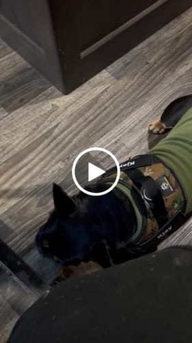 Customer video review of Long-Lasting Yak Chews — 6 Flavor Pack