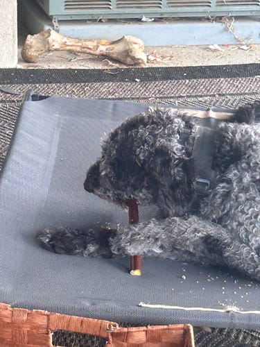 Customer photo review of 12 Inch Stuffed Collagen Sticks Chicken Flavor