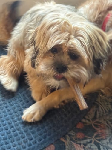 Customer photo review of 6 Inch Standard 31 Pack - Bully Sticks