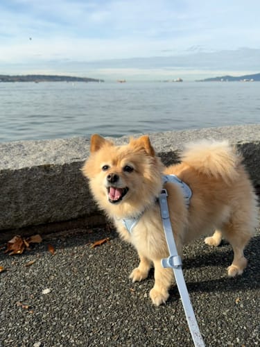 Customer photo review of Solace 6-IN-1 Hands Free Waterproof Leash