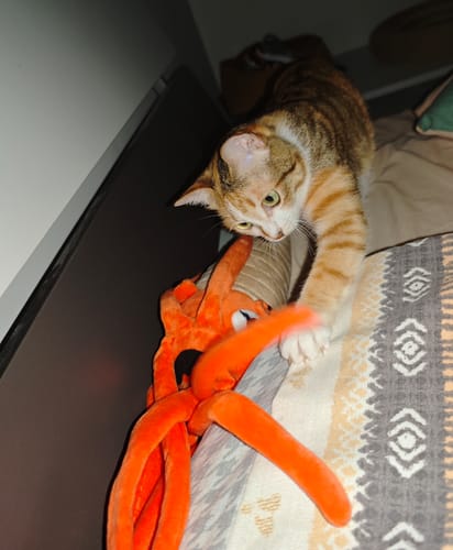Customer photo review of Orthoceras Plush Toy – Realistic Prehistoric Nautiloid Stuffed Animal