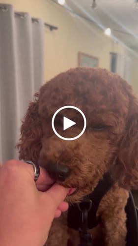 Customer video review of Kvisp Dog Bike Carrier