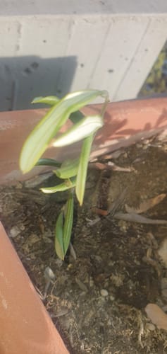 Customer photo review of » Piantiamo 1 Albero grazie al tuo Ordine! (100% off)