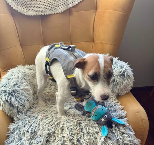 Customer photo review of FIDA LED Lighted Retractable Dog Leash