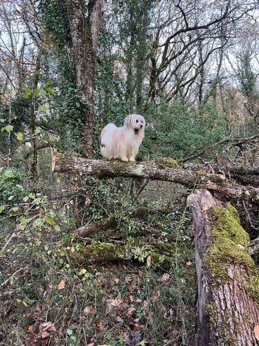 Customer photo review of Collier Anti Aboiement PuppySafe