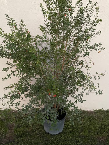 Customer photo review of Simpson Stopper