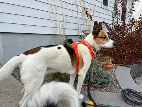 Customer photo review of Ruffwear Front Range Harness