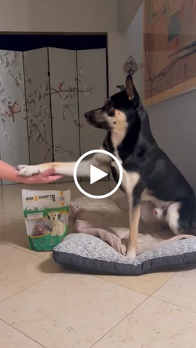 Customer video review of 1 LB Halloween Chew Pack