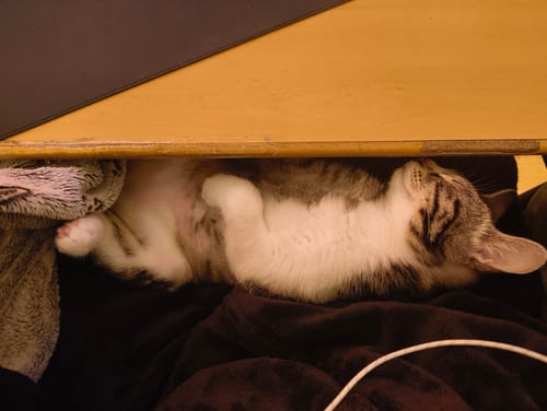 Avis photo d'un client sur Pâtée Chaton Sans Céréales - Truite