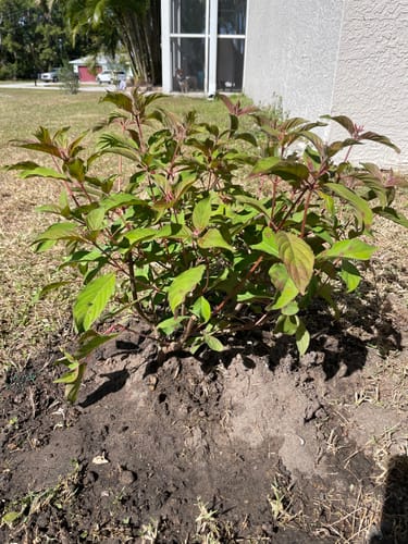 Customer photo review of Firebush