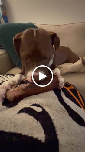Customer video review of Large Dog Black Friday Bundle (Your 12oz Jerky+2 Large Bones+12" Hick. Bully)