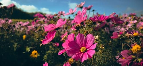 Customer photo review of Woodland+ Subscription