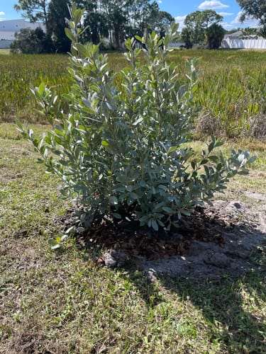 Customer photo review of Silver Buttonwood