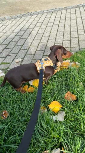 Customer photo review of Trail & Glow® Dog Harness - Wanna-Bee