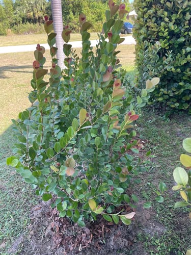 Customer photo review of Cocoplum 'Red Tip'