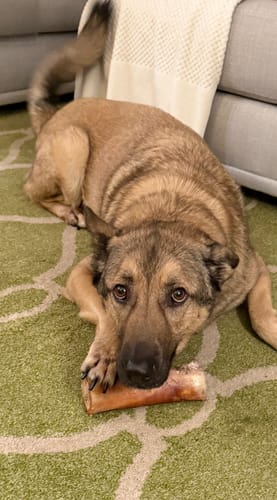 Customer photo review of Smoked Beef Marrow Bone