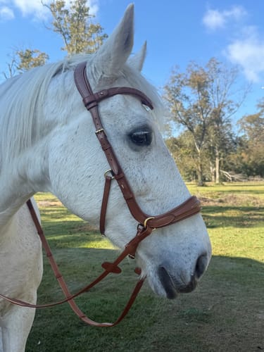 Customer photo review of Oliander Multi Bridle - MASEGO bit to bitless system 🖤👻🎃