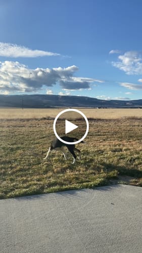 Customer video review of Smoked Beef Marrow Bone