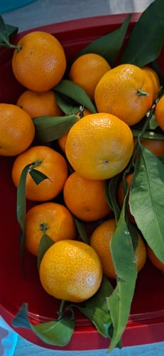 Elodie M. review of Clémentines Bio - Origine Corse image 1 out of 1