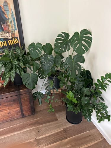 Patricia L. review of Plant Food image 1 out of 1