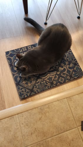 Customer photo review of Mediterranean Tile - Luxury Cat Scratching Board