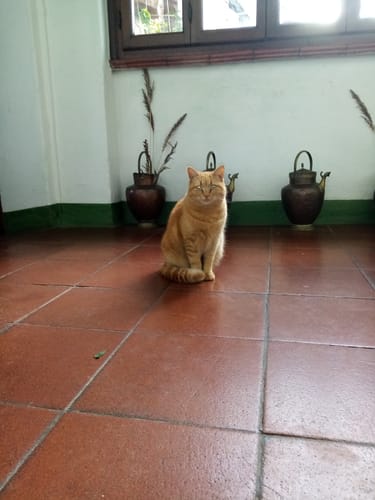 Silvana B. review of Diffusore Calmante per Gatti image 1 out of 1