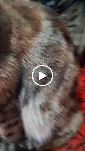 Customer video review of 2x Blisso Advanced Cat Probiotic | Cat Probiotic for Diarrhea & Kidney Support