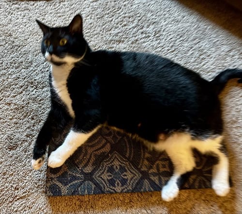 Customer photo review of Flowerbed - Luxury Cat Scratching Board