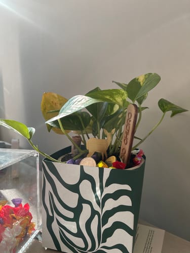 Customer photo review of Money Plant