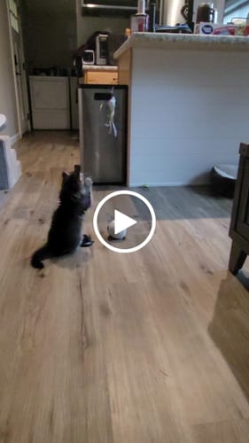 Customer video review of Replacement Wire + Base (Interactive Bird Simulation Cat Toy)