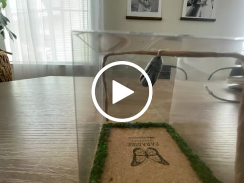 Customer video review of Classic Live Monarch Butterfly Chrysalis Box (Hawaii Only)