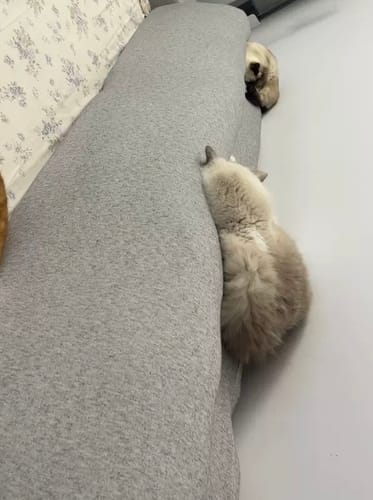 Customer photo review of Save Your Sofa! Cotton Soft Pet Proof Slipcover - Machine Washable, Non-Slip Fit
