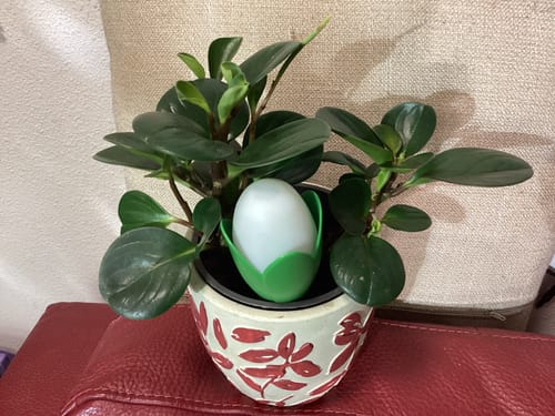 Mary B. review of Flora Pod™ - Earth's Smartest Plant Monitor image 1 out of 5