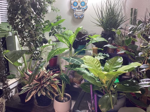 Mary B. review of Flora Pod™ - Earth's Smartest Plant Monitor image 5 out of 5