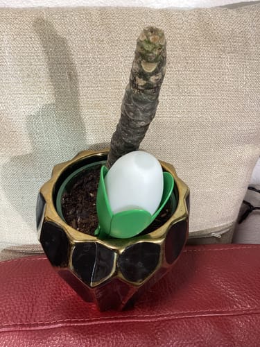 Mary B. review of Flora Pod™ - Earth's Smartest Plant Monitor image 2 out of 5